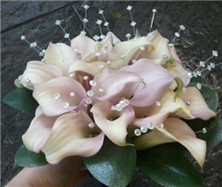 Pink Blush Cala Lily Bridal Bouquet